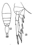 Espce Triconia minuta - Planche 1 de figures morphologiques