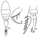 Espce Triconia similis - Planche 3 de figures morphologiques