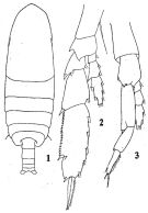 Espce Neocalanus gracilis - Planche 9 de figures morphologiques
