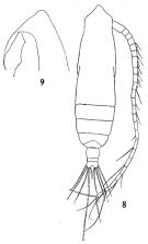 Espce Subeucalanus pileatus - Planche 4 de figures morphologiques