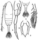 Espce Paracalanus serrulus - Planche 1 de figures morphologiques