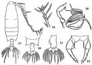 Species Labidocera sinilobata - Plate 3 of morphological figures