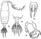 Species Pontella tridactyla - Plate 1 of morphological figures