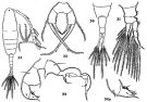 Espce Acartiella sinensis - Planche 2 de figures morphologiques