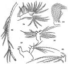 Espce Acartiella sinensis - Planche 3 de figures morphologiques