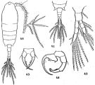 Espce Tortanus (Eutortanus) sheni - Planche 1 de figures morphologiques