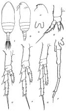 Espce Bestiolina sinica - Planche 1 de figures morphologiques