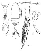 Espce Paracalanus parvus - Planche 8 de figures morphologiques