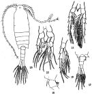 Species Centropages abdominalis - Plate 5 of morphological figures