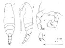 Espce Acartia (Acartiura) hudsonica - Planche 2 de figures morphologiques