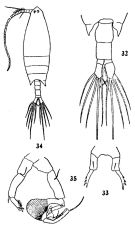 Espce Labidocera euchaeta - Planche 3 de figures morphologiques