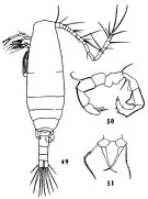 Espce Acartia (Acartiura) omorii - Planche 4 de figures morphologiques