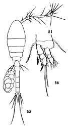 Espce Oithona similis-Group - Planche 7 de figures morphologiques