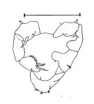Espce Acartia (Acartiura) longiremis - Planche 1 de figures morphologiques