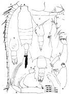 Espce Candacia ishimarui - Planche 1 de figures morphologiques