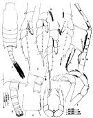 Espce Candacia ishimarui - Planche 2 de figures morphologiques