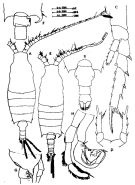 Espce Candacia guggenheimi - Planche 2 de figures morphologiques