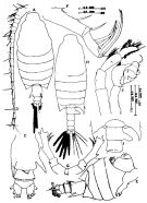 Espce Candacia pachydactyla - Planche 7 de figures morphologiques