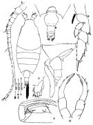 Espce Candacia simplex - Planche 3 de figures morphologiques