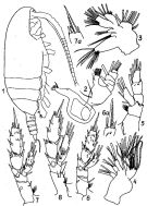 Espce Scaphocalanus curtus - Planche 7 de figures morphologiques