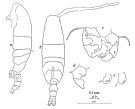 Espce Acartia (Acartiura) clausi - Planche 8 de figures morphologiques