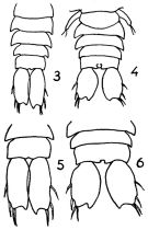 Espce Sapphirina angusta - Planche 5 de figures morphologiques