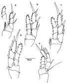 Species Exumella tuberculata - Plate 3 of morphological figures