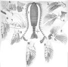 Espce Bradycalanus typicus - Planche 1 de figures morphologiques