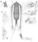 Espce Subeucalanus dentatus - Planche 4 de figures morphologiques