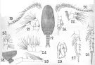 Espce Monacilla typica - Planche 9 de figures morphologiques