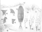Espce Aetideopsis rostrata - Planche 12 de figures morphologiques