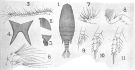 Espce Bradyidius armatus - Planche 3 de figures morphologiques