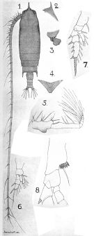 Espce Gaetanus pileatus - Planche 10 de figures morphologiques
