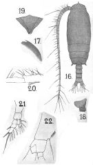 Species Gaetanus brevicornis - Plate 6 of morphological figures