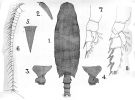 Espce Undeuchaeta intermedia - Planche 5 de figures morphologiques