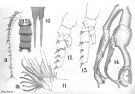 Espce Macandrewella joanae - Planche 2 de figures morphologiques
