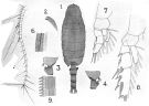 Espce Paraeuchaeta sibogae - Planche 1 de figures morphologiques