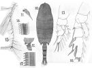 Espce Paraeuchaeta bisinuata - Planche 7 de figures morphologiques