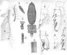 Espce Euchaeta indica - Planche 4 de figures morphologiques