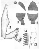 Espce Paraeuchaeta barbata - Planche 13 de figures morphologiques