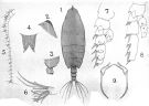 Espce Scottocalanus farrani - Planche 3 de figures morphologiques