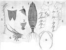 Espce Scottocalanus securifrons - Planche 11 de figures morphologiques