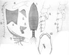 Espce Scottocalanus thomasi - Planche 4 de figures morphologiques