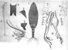 Espce Scottocalanus securifrons - Planche 10 de figures morphologiques