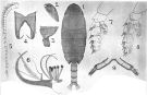 Espce Cornucalanus simplex - Planche 3 de figures morphologiques