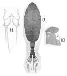 Espce Metridia brevicauda - Planche 3 de figures morphologiques