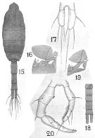 Espce Metridia venusta - Planche 5 de figures morphologiques