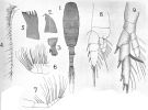 Espce Lucicutia pera - Planche 3 de figures morphologiques