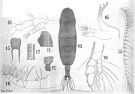 Espce Euaugaptilus placitus - Planche 4 de figures morphologiques