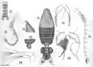 Espce Paraugaptilus similis - Planche 5 de figures morphologiques